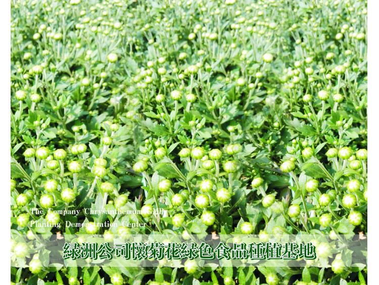 懷菊花種植基地